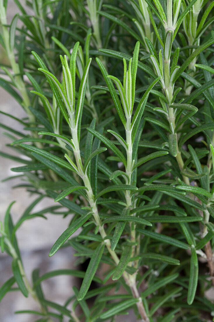 Rosmarinus officinalis