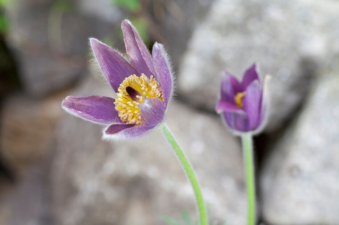 Pulsatilla vulgaris