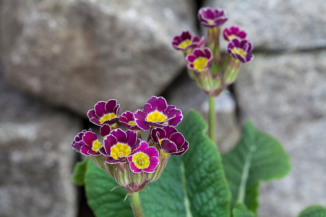 Primula