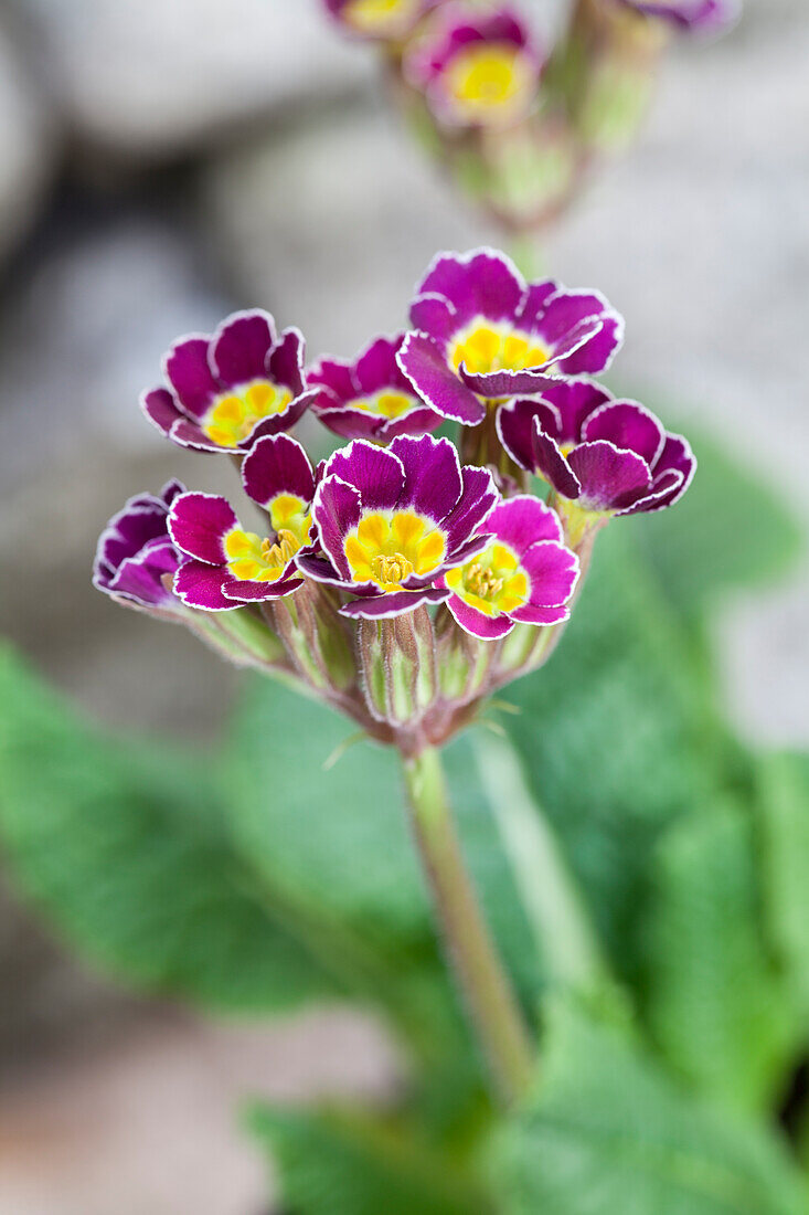 Primula