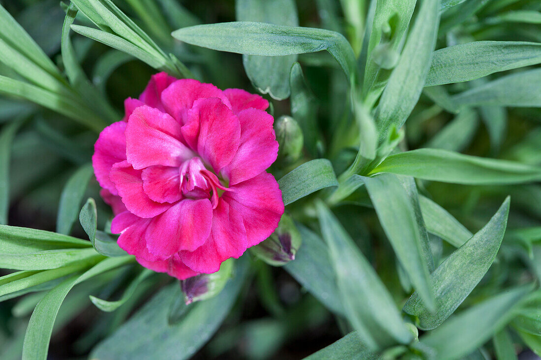 Dianthus caryophyllus