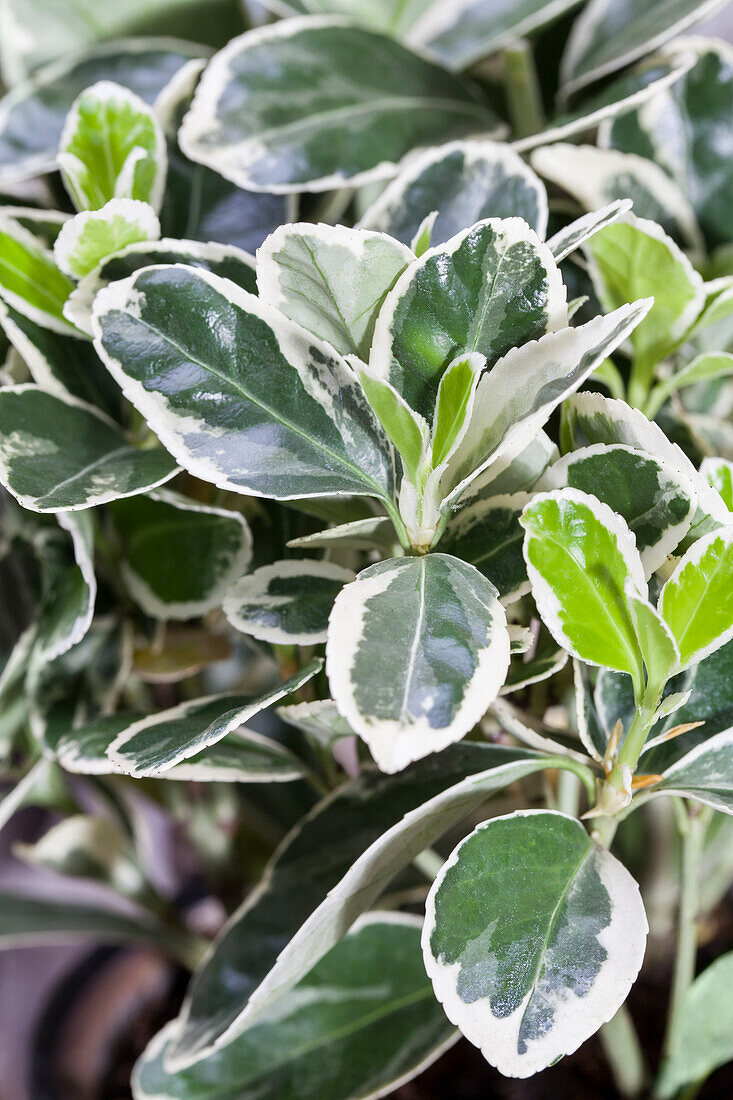 Euonymus fortunei 'Emerald Gaiety'