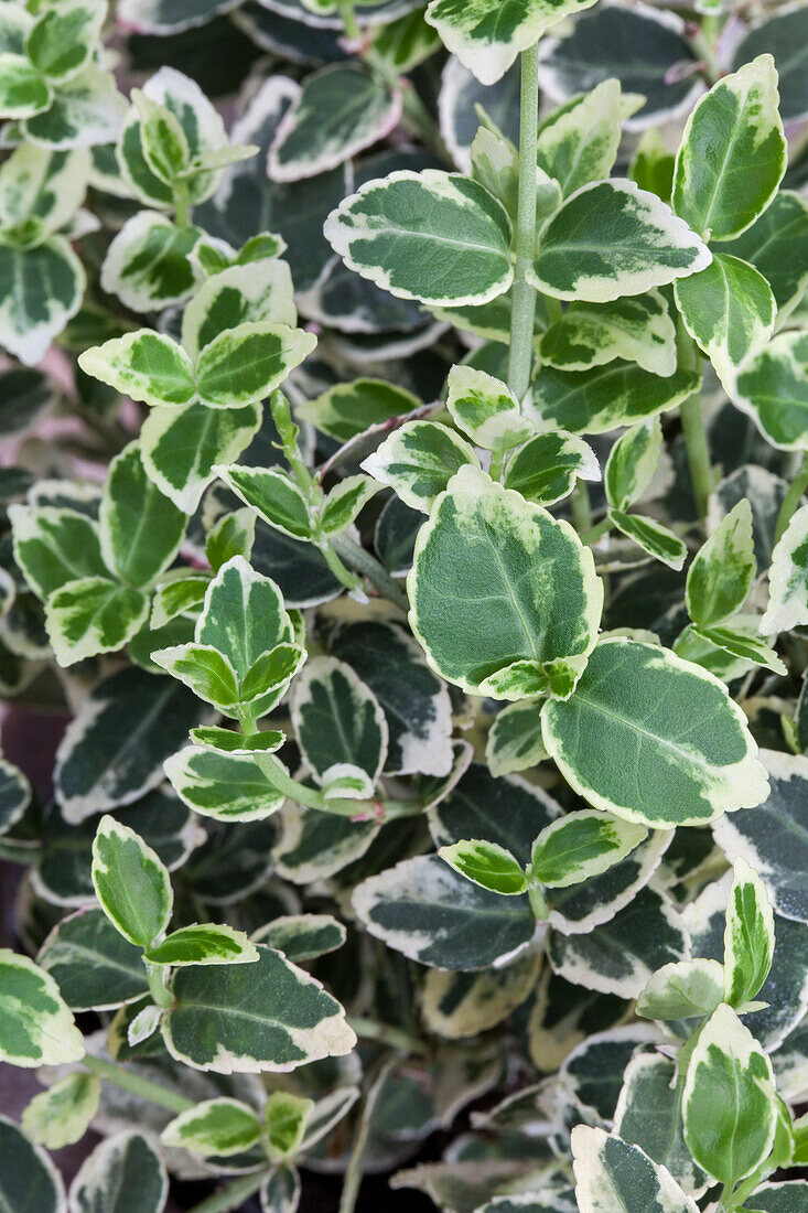 Euonymus fortunei 'Emerald Gaiety'