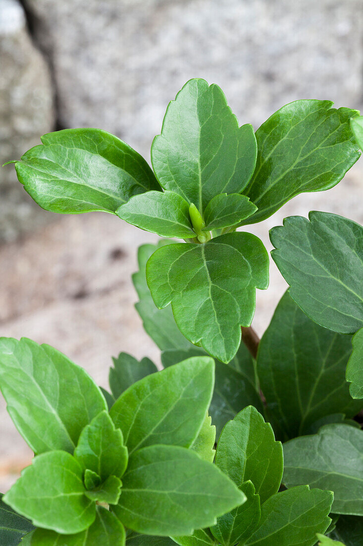 Pachysandra terminalis