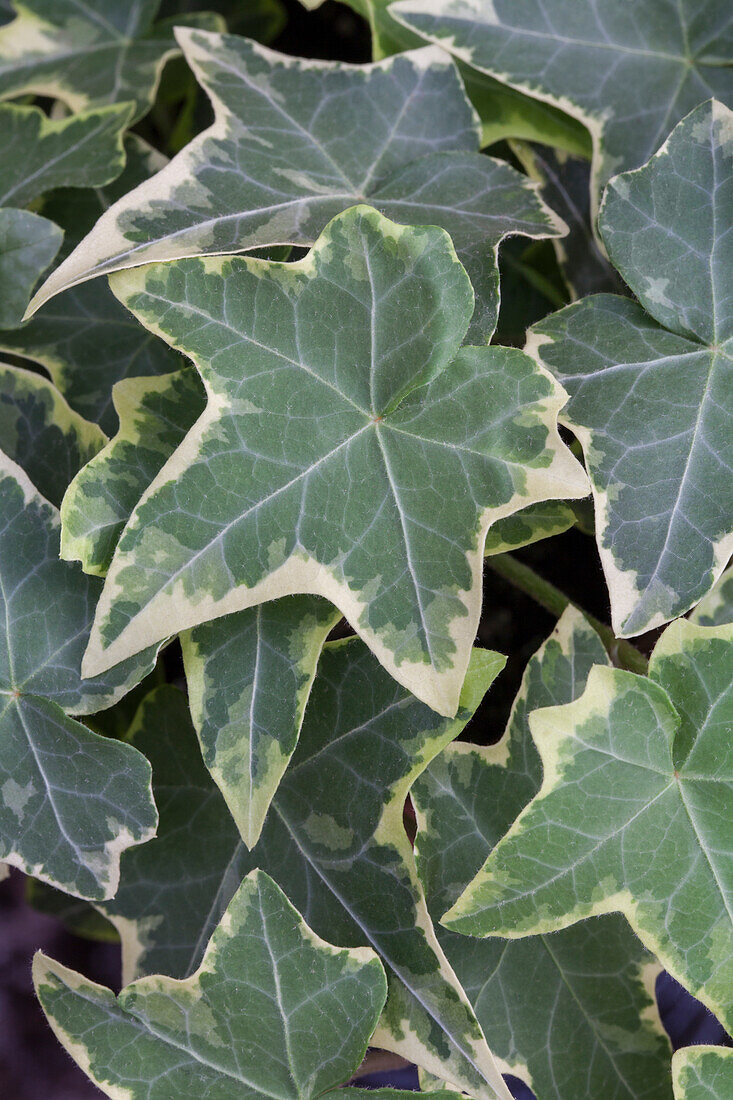 Hedera helix, green-white