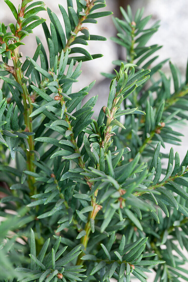 Taxus baccata