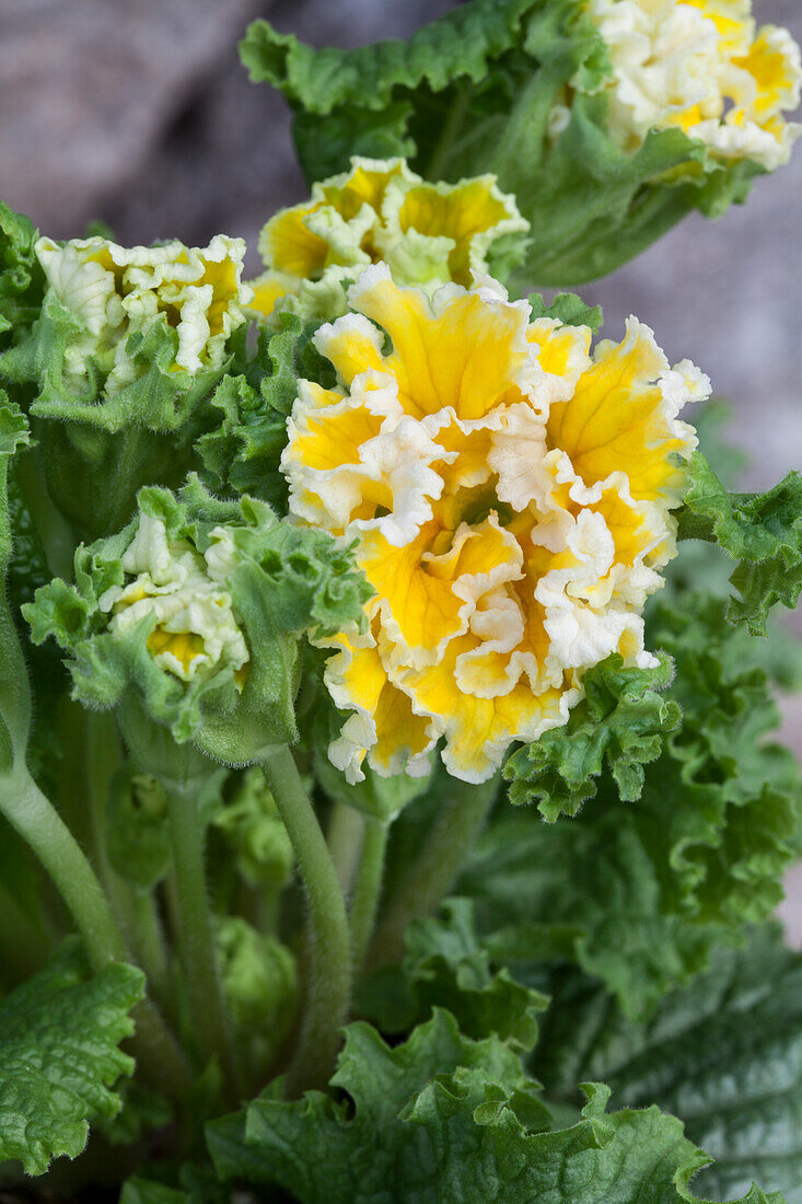 Primula vulgaris 'Sirocco'