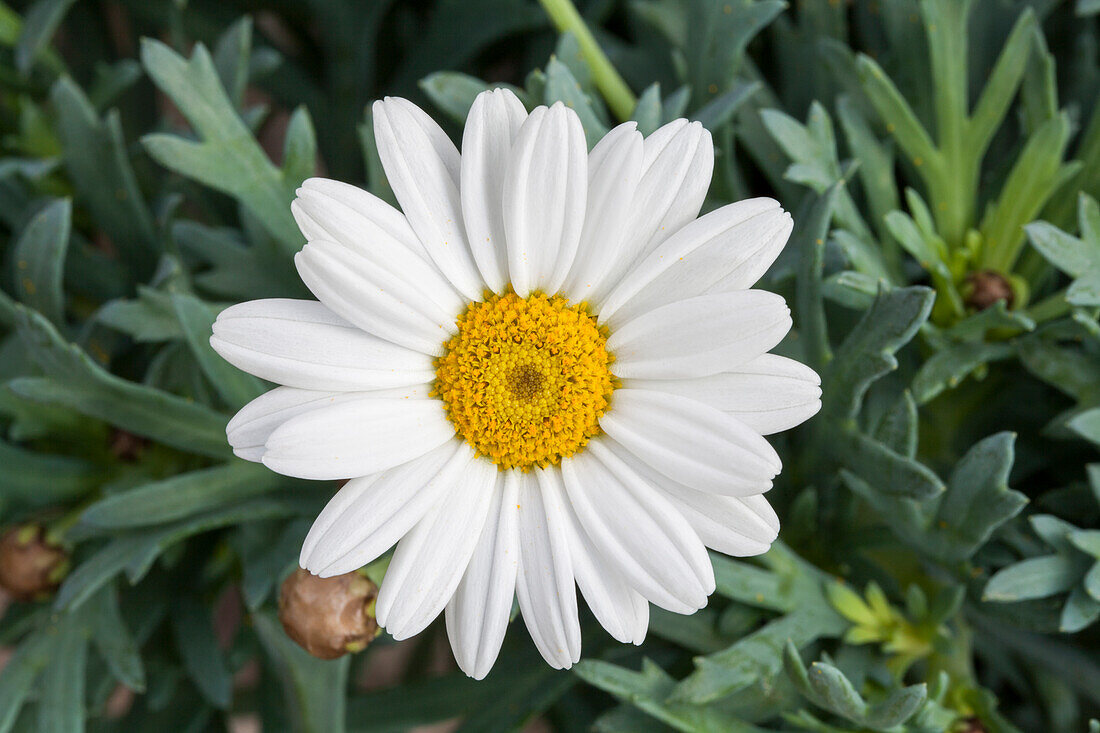 Argyranthemum frutescens