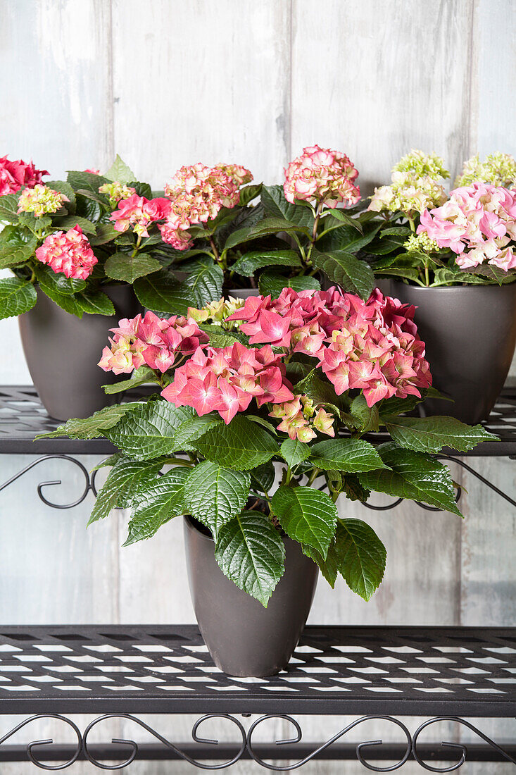 Hydrangea macrophylla, red