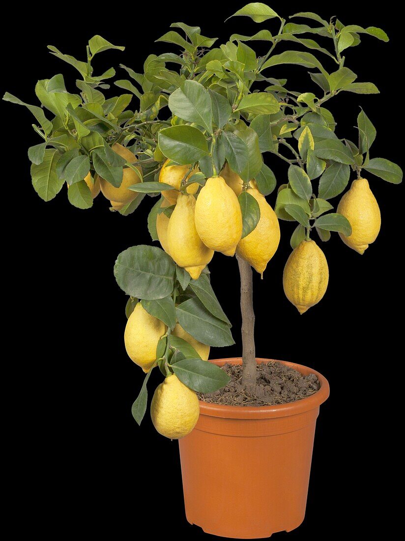 Citrus limon, Stamm