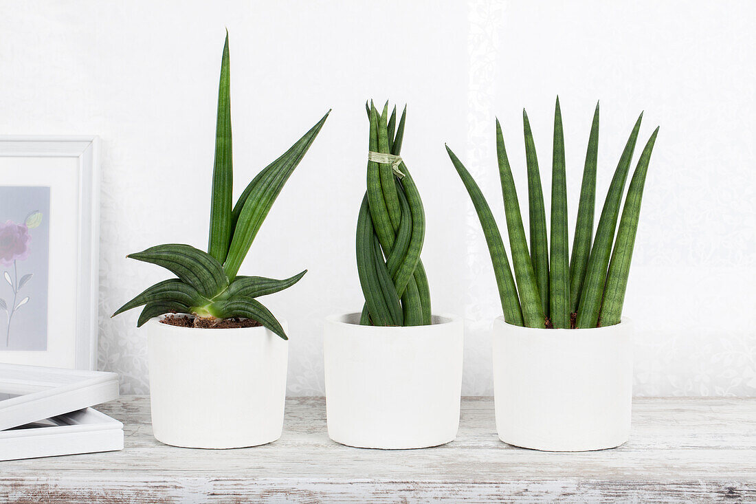 Sanseveria hybrids