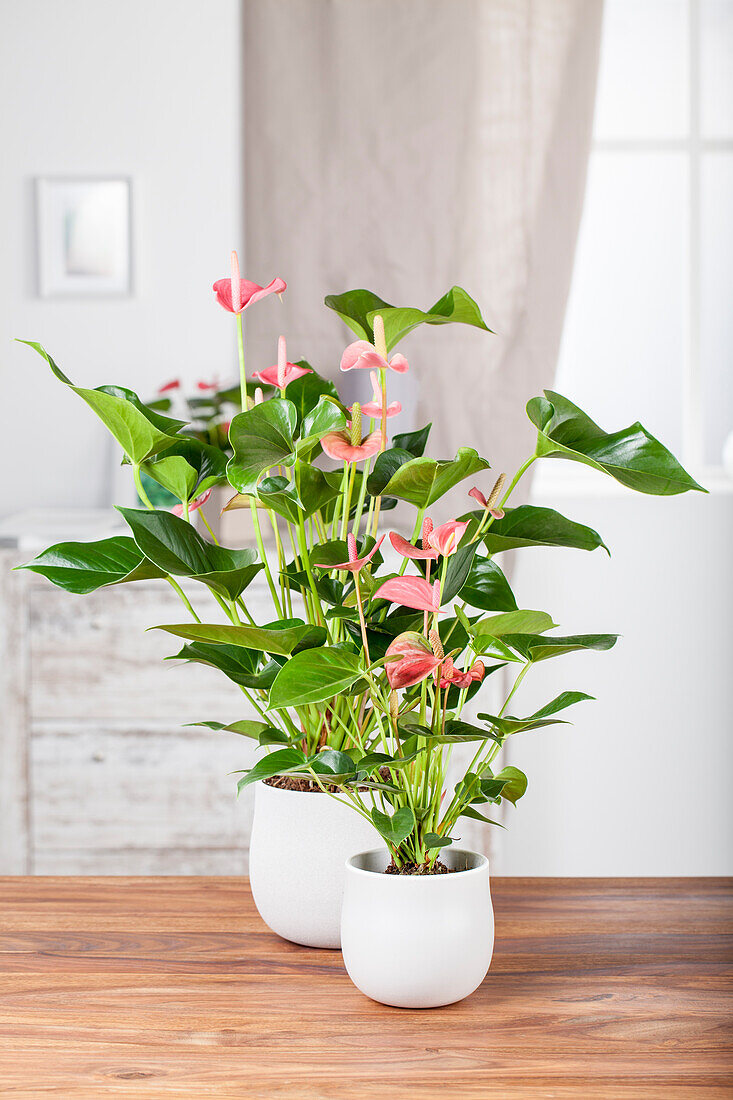 Anthurium x andreanum