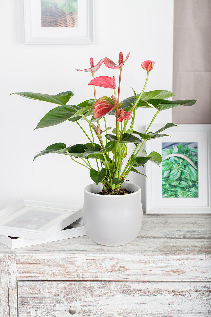 Anthurium andreanum