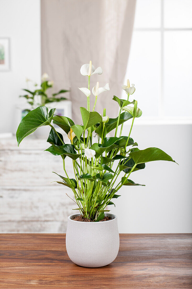 Anthurium andreanum