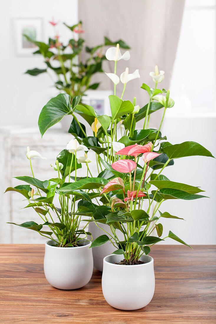 Anthurium andreanum