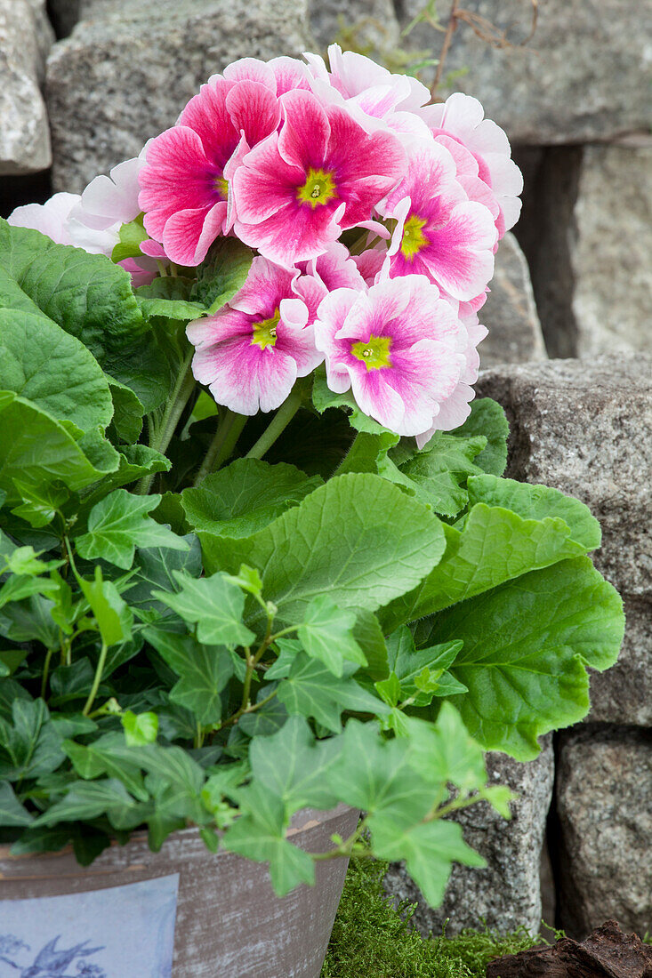 Primula obconica, rosa