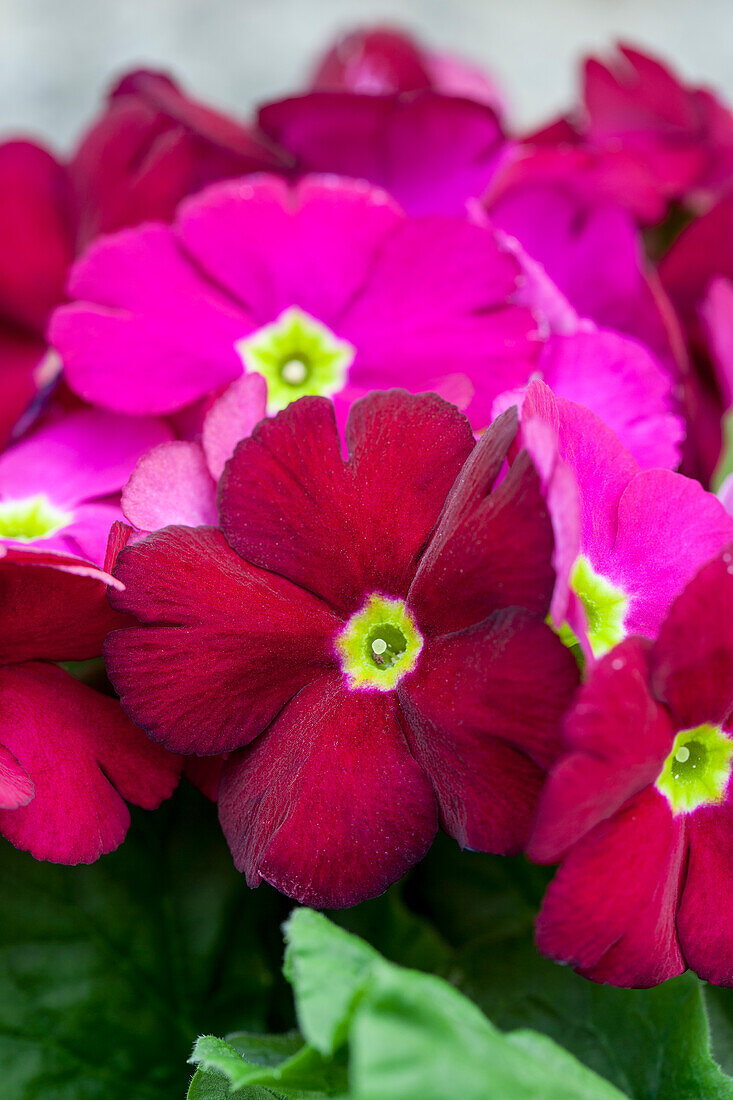 Primula obconica, rot