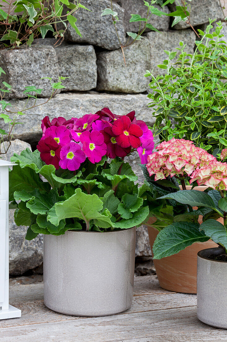 Primula obconica