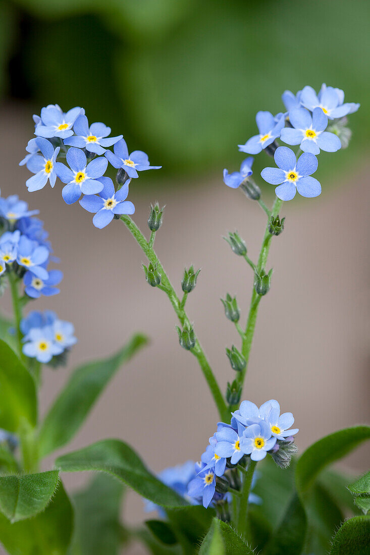 Myosotis sylvatica, blue