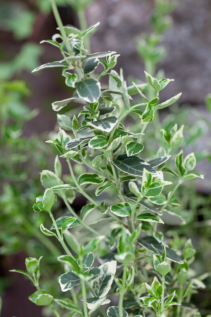 Euonymus fortunei 'Emerald Gaiety