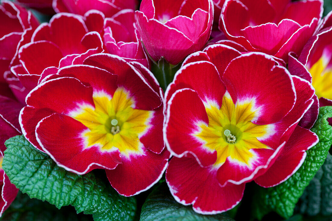 Primula vulgaris, red