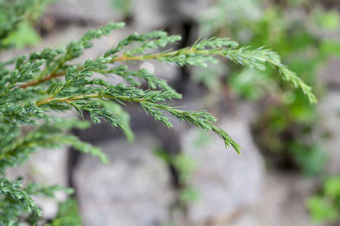 Juniperus conferta 'Schlager'