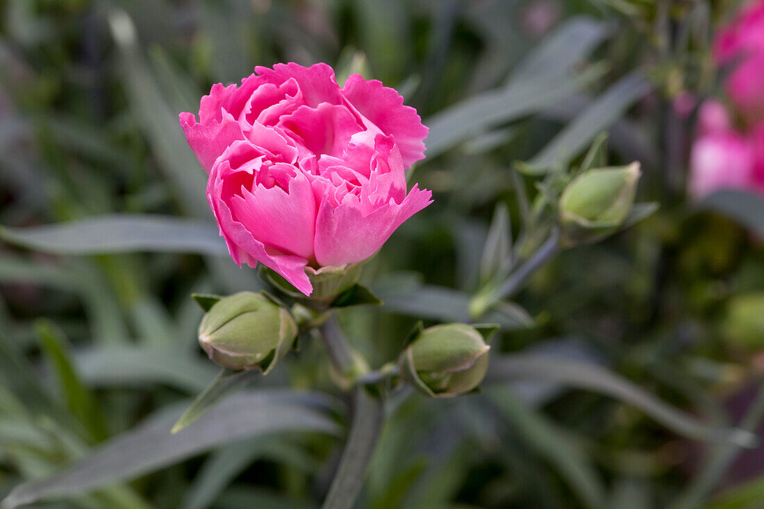 Dianthus caryophyllus, pink