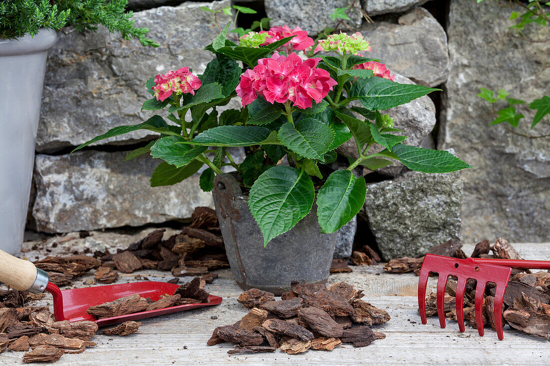 Hydrangea macrophylla, red