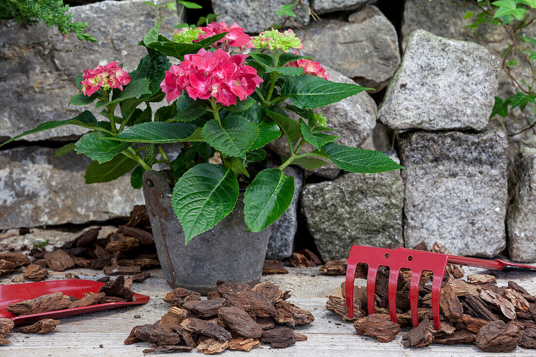 Hydrangea macrophylla, red