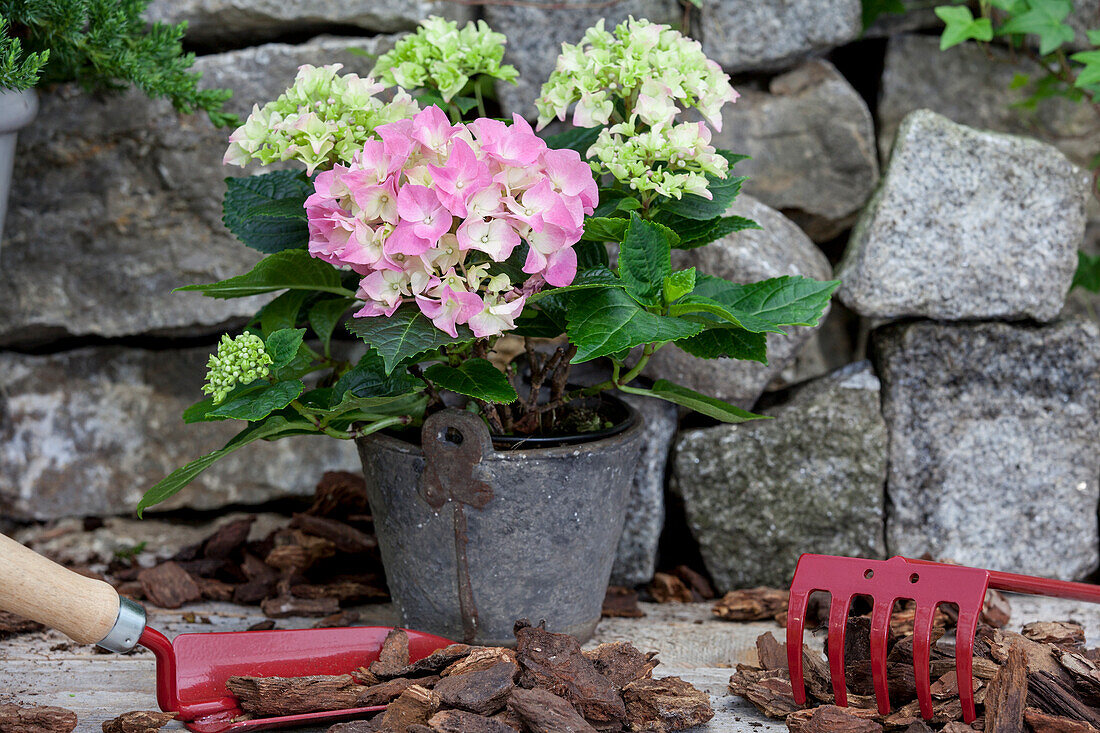 Hydrangea macrophylla, rosa