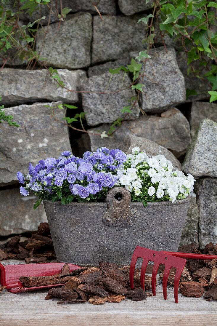 Campanula haylodgensis 'Blue Wonder', Campanula haylodgensis 'White Wonder'