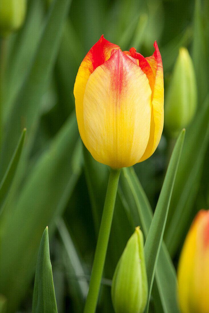 Tulipa, yellow-red