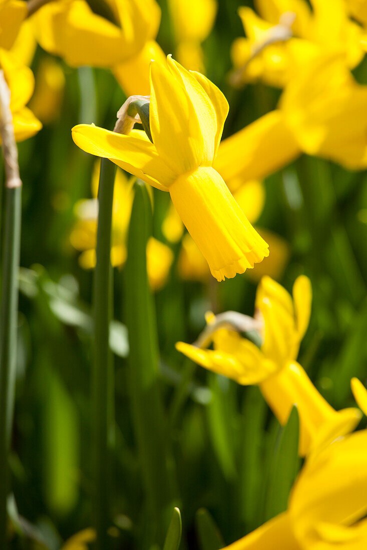 Narcissus 'Rapture'