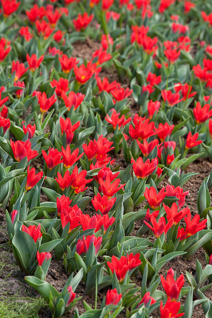 Tulipa kaufmanniana 'Scarlet Baby'