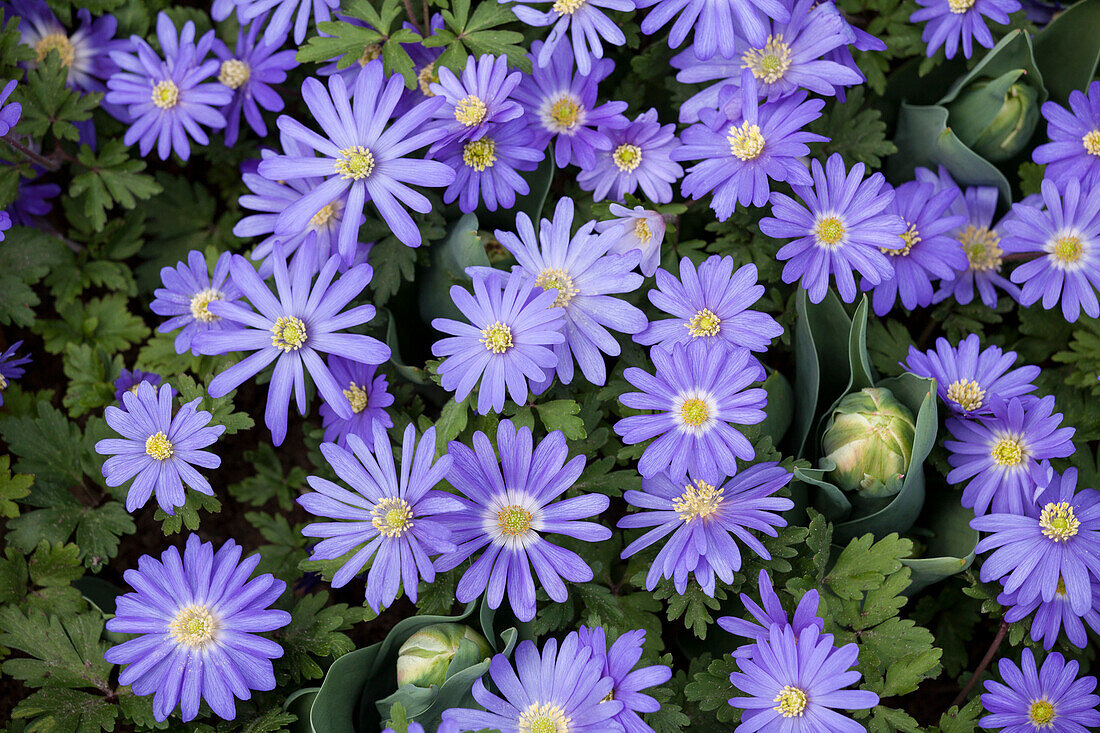 Anemone blanda