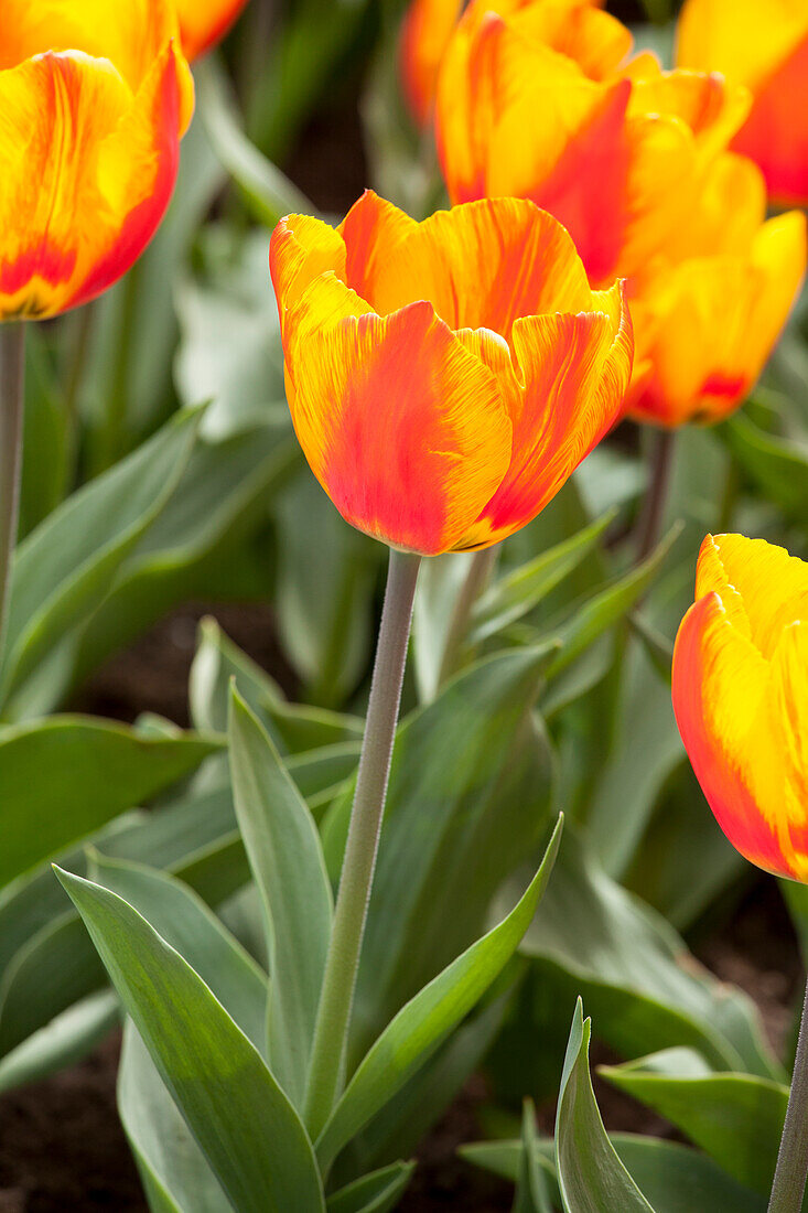 Tulipa, orange-red