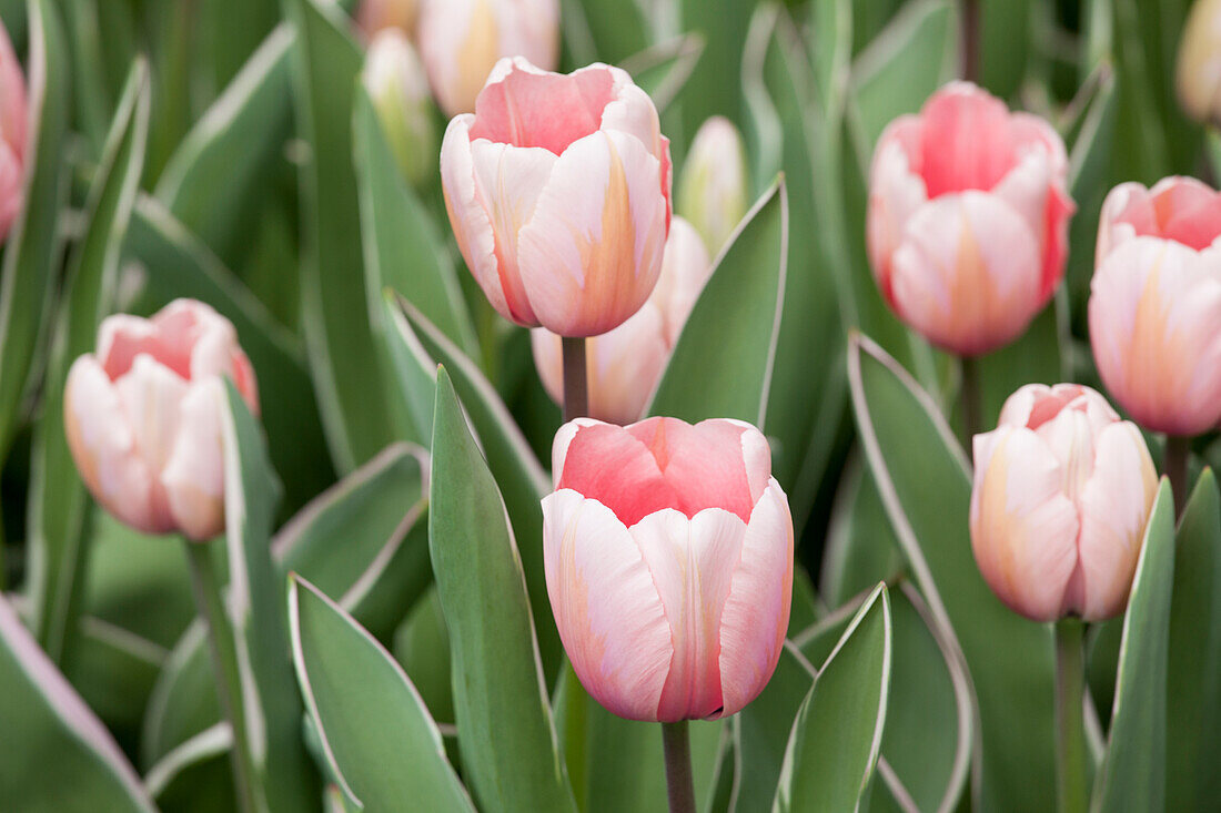 Tulipa 'Sweet Impression'