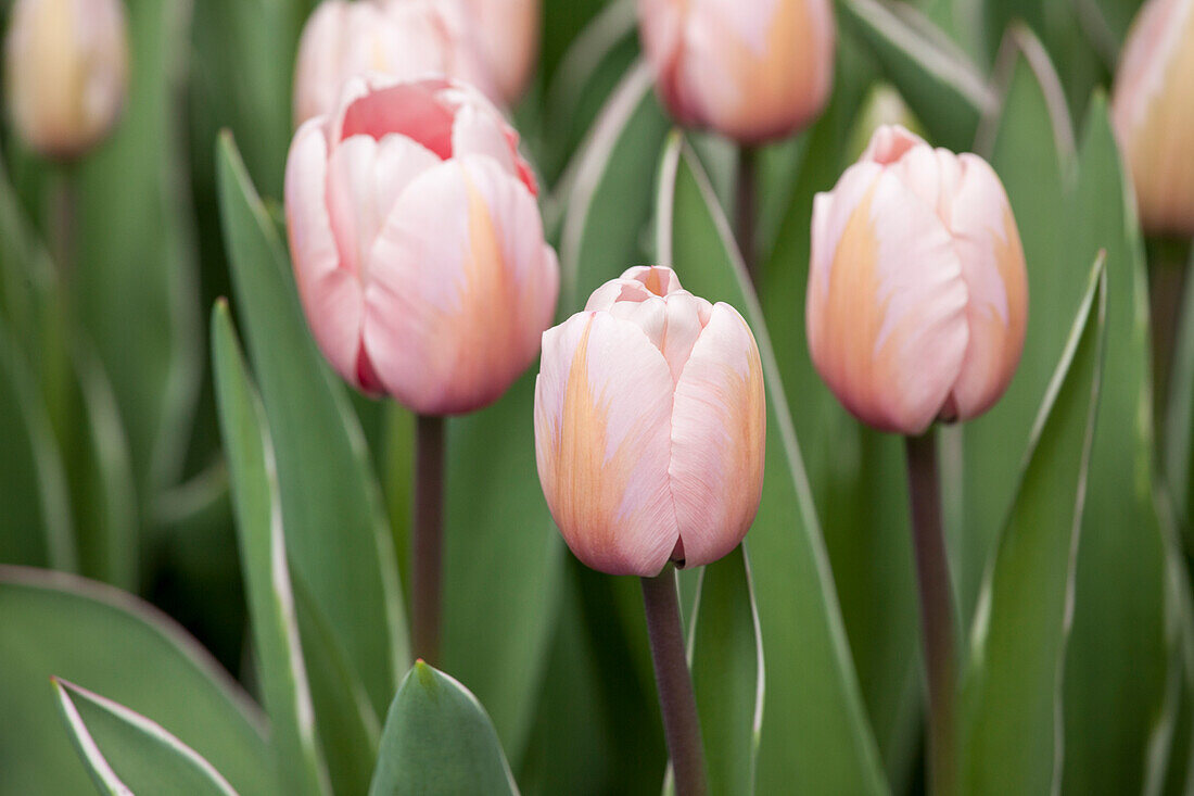 Tulipa 'Sweet Impression'