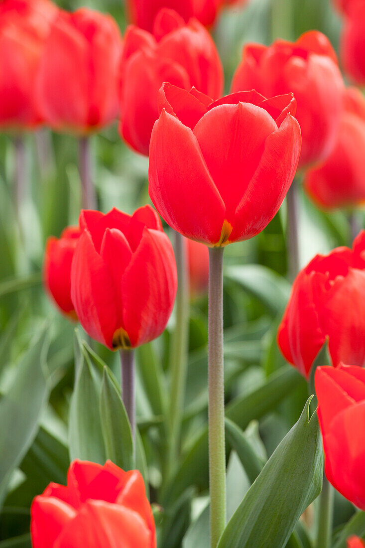 Tulipa, red