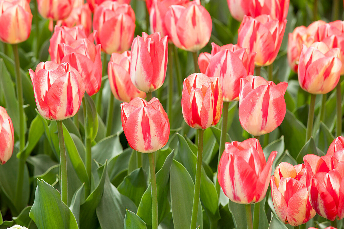 Tulipa, white-red