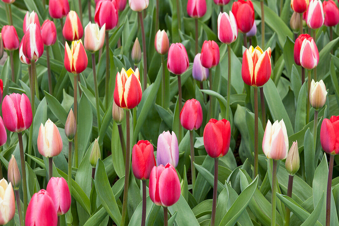 Tulipa