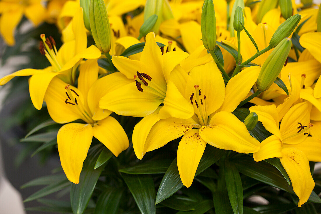 Lilium, yellow