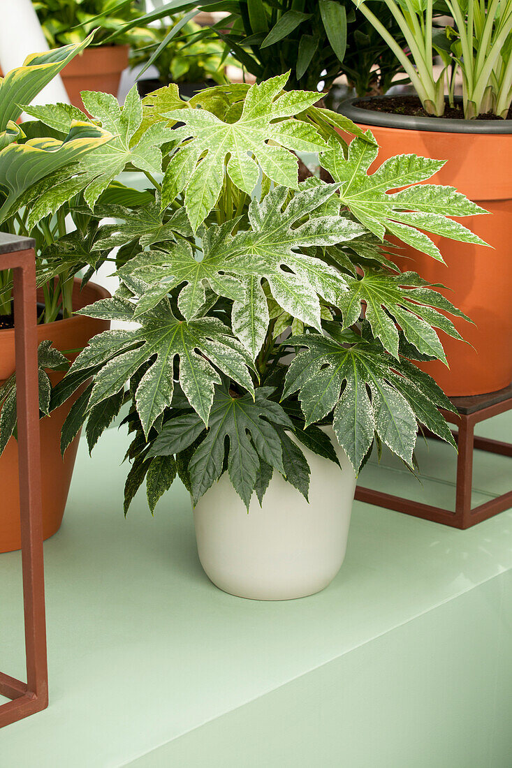 Aralia elata 'Variegata'