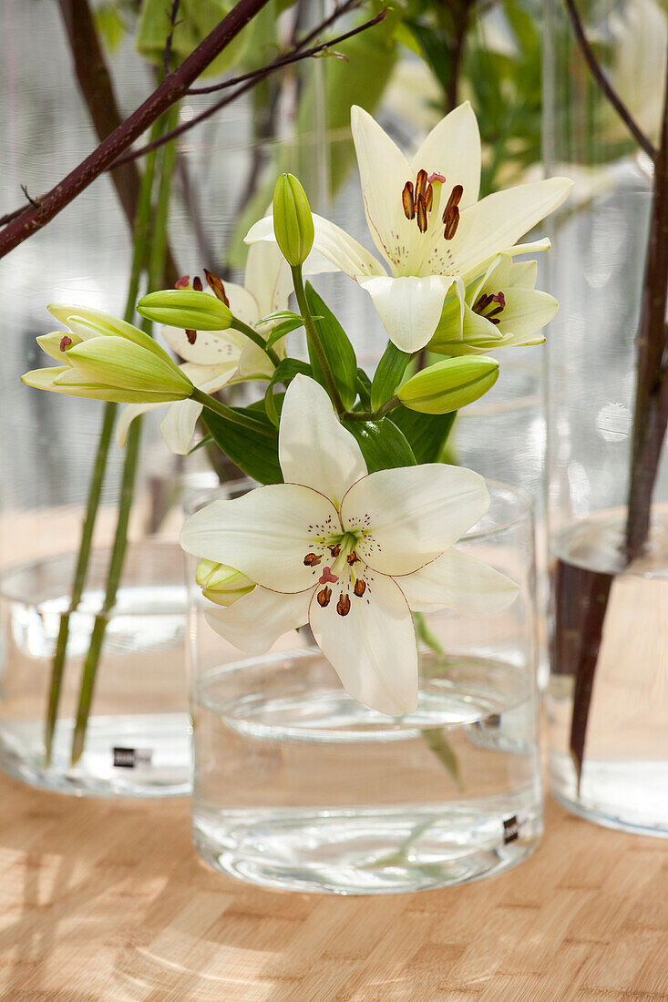 White lily in glass vase
