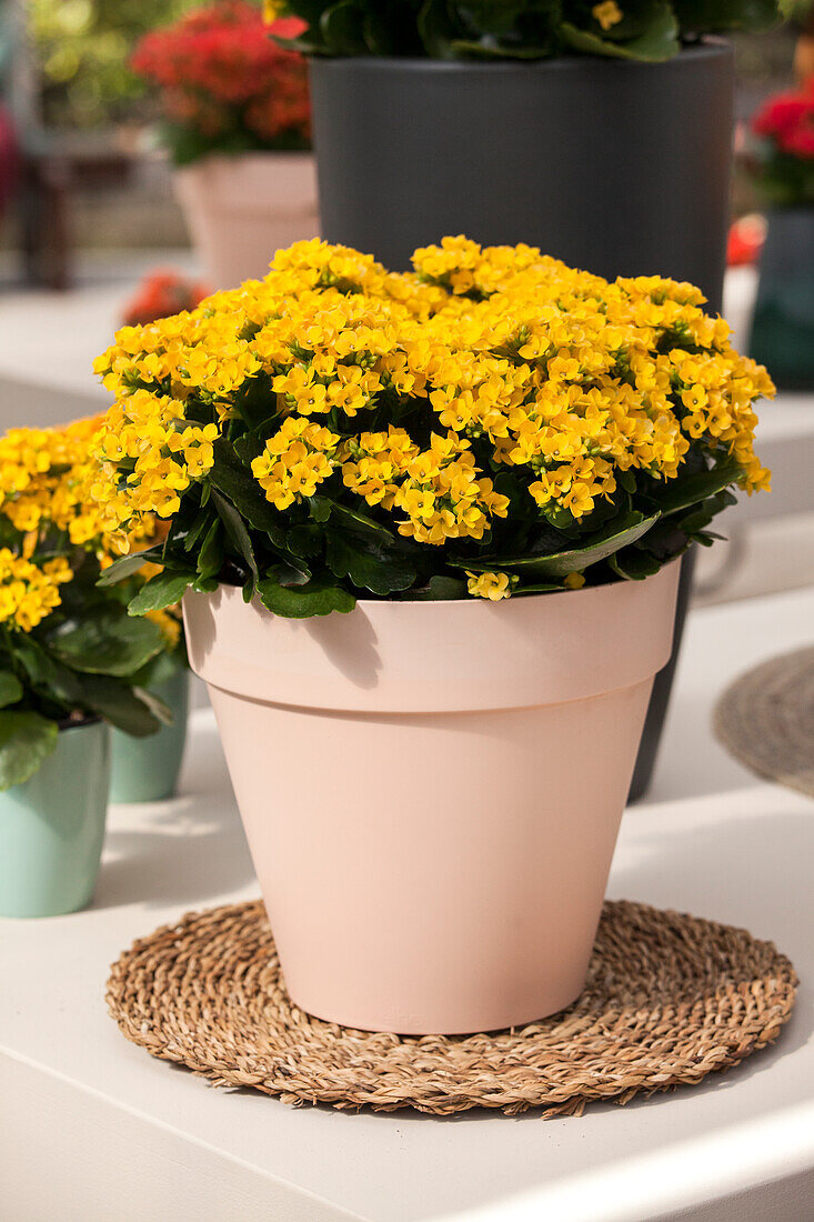 Kalanchoe blossfeldiana, yellow