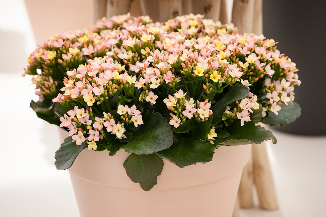 Kalanchoe blossfeldiana, pink