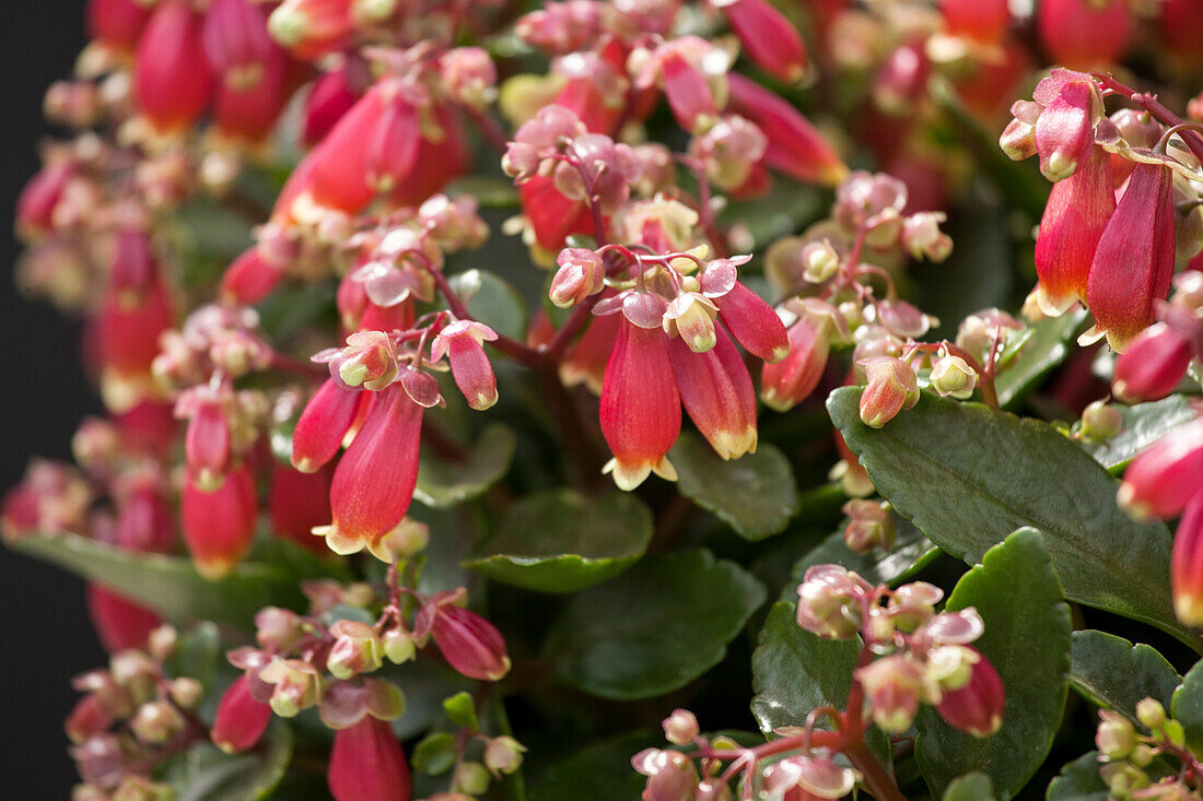 Kalanchoe blossfeldiana 'Pearl Bells'