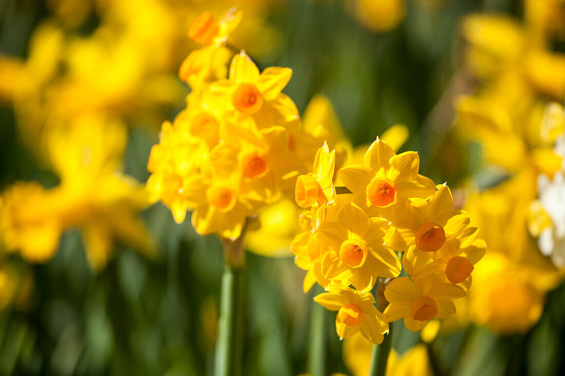 Narcissus jonquilla Golden Dawn