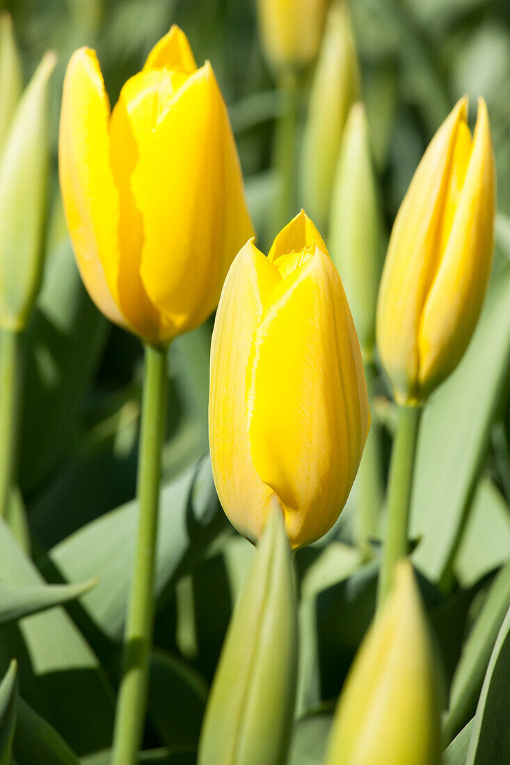 Tulipa, gelb