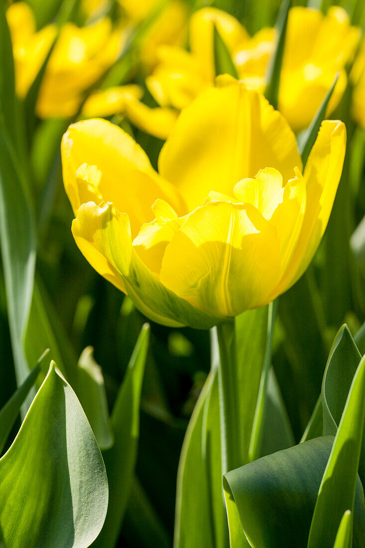 Tulipa 'Monte Carlo